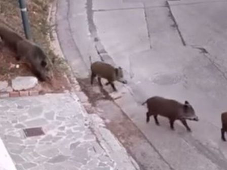 synelefsi-ektrofeon-aftochthonon-ellinikon-fylon-stin-katerini-366024