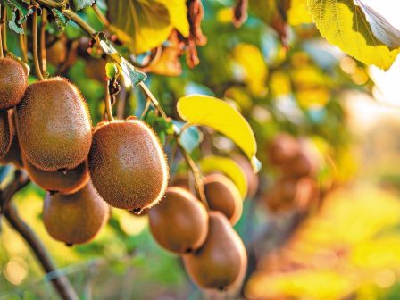 ypaithros-chora-efimerida-gia-tin-agrotiki-anaptyxi-kai-oikonomia-367558