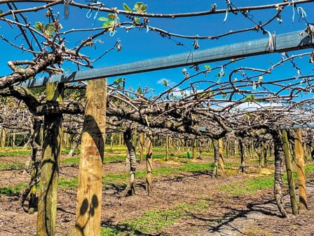 kavala-meiomeni-kata-20-i-paragogi-aktinidiou-logo-earinou-pagetou-368187