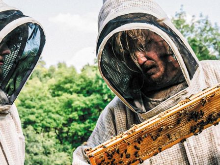 bugonia-vougonia-pos-i-melissokomia-kai-ta-neonikotinoeidi-eginan-simeio-anaforas-sti-nea-tainia-tou-lanthimou-367784