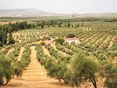 stratia-apo-552-gps-elegchei-ti-dakoktonia-136-ekat-elaiodentron-stin-peloponniso-367741