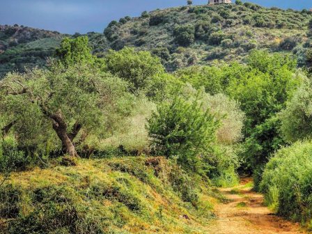 magnisia-egkataleipontai-ta-elaiodentra-sto-pilio-367643