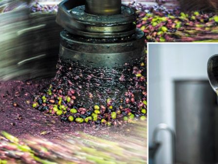 zythopoiia-makedonias-thrakis-diethnes-synedrio-zythopoiisis-stin-komotini-apo-21-eos-23-noemvriou-367251