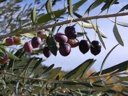 doepel-i-fetini-paragogi-kalamon-kai-konservolias-anamenetai-na-kalypsei-tis-anagkes-katanalosis-kai-exagogon-tis-choras-366236