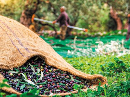 elies-kalamon-mikroteros-o-ogkos-paragogis-alla-me-simantiki-anodo-stis-times-367257