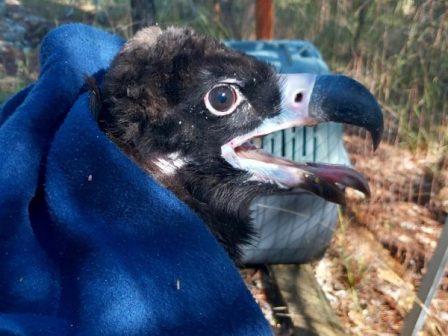 dasos-dadias-topothetisi-pobon-se-mavrogypes-366270