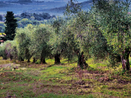 geoponiko-panepistimio-athinon-ypografi-mnimoniou-synergasia-me-to-diethnes-symvoulio-elaiokomias-367285