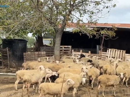 nea-krousmata-evlogias-sto-mesolongi-se-apognosi-oi-ktinotrofoi-ston-agio-georgio-vinteo-367383