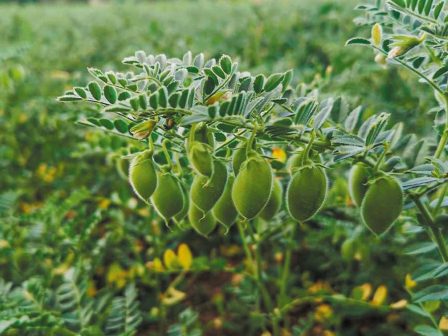 proteiniki-aftarkeia-ta-paradeigmata-tis-ollandias-kai-tis-flandras-deichnoun-ton-dromo-pros-ti-viosimi-metavasi-367541