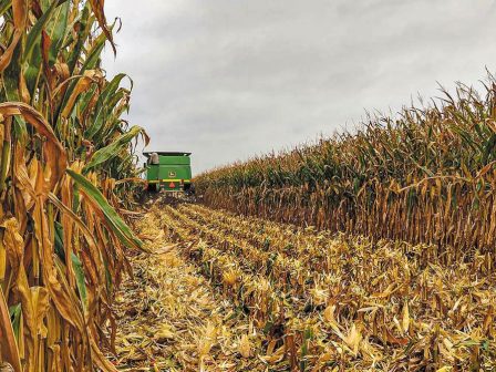 kalaboki-chamiles-apodoseis-ellipis-ardefsi-kai-asthenes-endiaferon-gia-tin-epomeni-kalliergitiki-periodo-366182