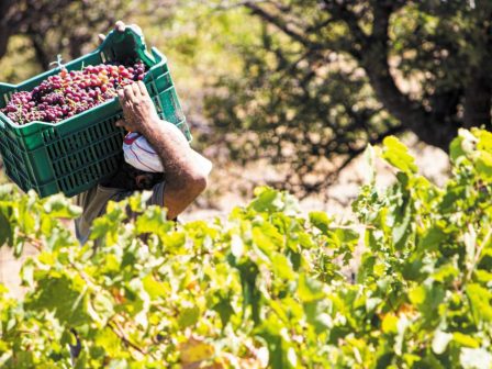 sto-15-ekat-ekatolitra-i-elliniki-oinoparagogi-to-2025-367762