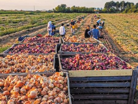 messinia-proteraiotita-oi-anadiarthroseis-gia-ti-mavri-stafida-367212