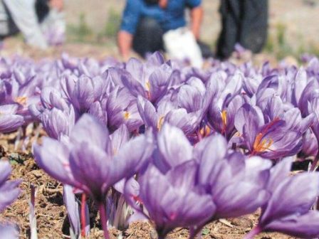 kozani-archizei-i-sygkomidi-tou-krokou-stin-ano-komi-366010