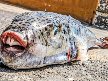 me-kainotomia-kai-synergasies-i-geoponiki-scholi-dytikis-makedonias-stirizei-ton-protogeni-tomea-366989