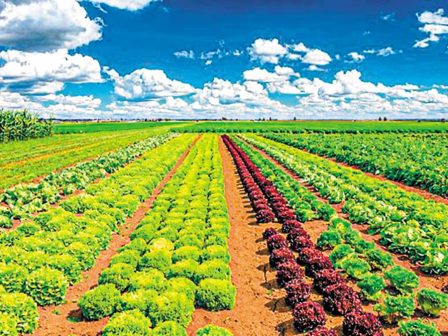 argolida-chamiles-ptiseis-gia-times-kai-zitisi-sta-prasina-lachanika-tou-kabou-ton-irion-367019