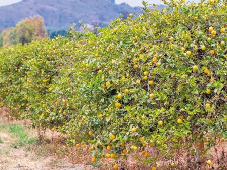 i-zakynthos-enas-apo-tous-megalyterous-paragogous-elaioladou-stin-ellada-367766