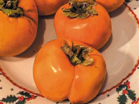 zythopoiia-makedonias-thrakis-diethnes-synedrio-zythopoiisis-stin-komotini-apo-21-eos-23-noemvriou-367254