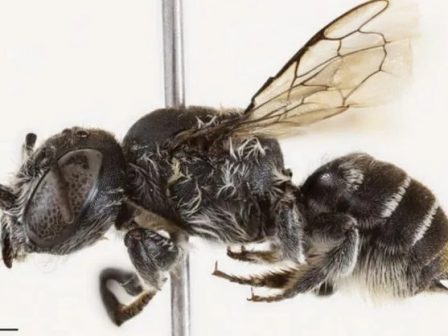 neo-eidos-melissas-onomastike-lousifer-logo-tis-diavolikis-opsis-pou-tis-prosdidoun-ta-mikra-kerata-366740