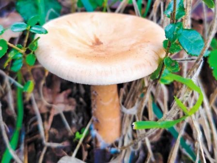 agrio-manitari-ena-parexigimeno-proion-me-simantika-ofeli-367161