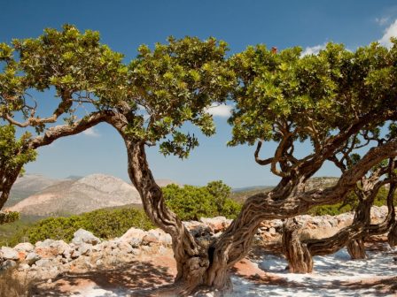 nea-georgia-nea-genia-oloklirothike-i-ekdilosi-kalliergontas-to-mellon-tis-mastichas-ekpaidefsi-erevna-kai-kainotomia-sti-chio-367055