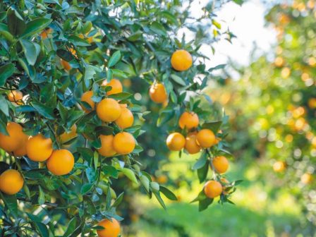 portokali-thetiki-i-eikona-gia-ti-navalina-367662