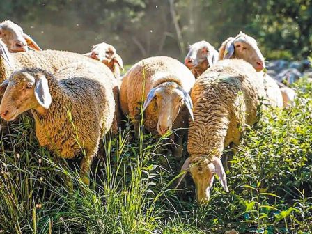 i-ekdosi-tis-kya-gia-tin-katanomi-voskotopon-proypothesi-gia-tin-pliromi-tis-vasikis-eos-ta-teli-noemvriou-366962