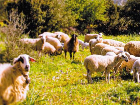 galaktokomia-megali-i-apostasi-anamesa-sta-protokolla-kai-tin-ktinotrofiki-pragmatikotita-367775