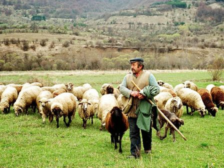 energopoiisi-tis-diadikasias-anoteras-vias-gia-pliromes-paragogon-pou-ypestisan-zimies-apo-zoonosous-zitoun-oi-ktinotrofikoi-syllogoi-am-th-366072