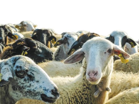 zoonosoi-xeperasan-tis-400-000-oi-thanatoseis-zoon-logo-evlogias-366381