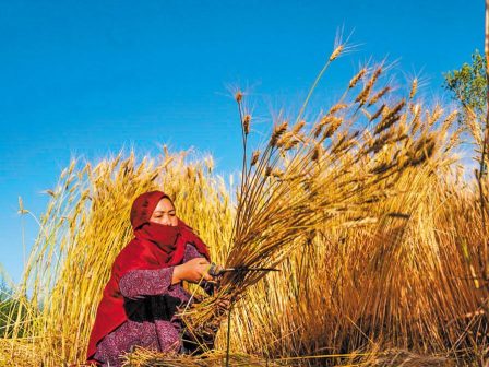 epivevaionetai-i-pagkosmia-paragogi-rekor-sta-dimitriaka-to-2025-367082