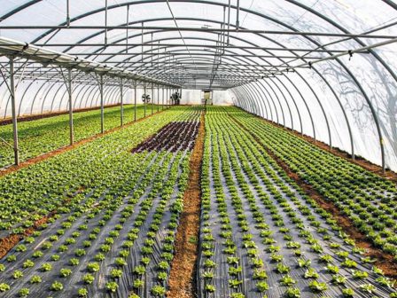 messinia-tachyrrythmo-programma-katartisis-gia-tis-technikes-thermokipiakon-kalliergeion-366414