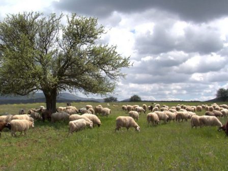 me-eidikes-rythmiseis-gia-nisia-aigaiou-kai-ioniou-kriti-kai-attiki-i-nea-kya-gia-tin-katanomi-voskotopon-367931