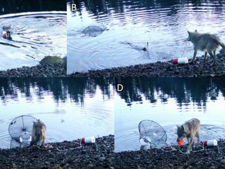 lykaina-anevazei-apo-to-vytho-mia-pagida-gia-kavoures-gia-na-trafei-ekplissontas-tous-epistimones-vinteo-367503