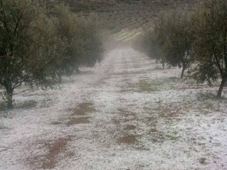 agrotikos-kai-ktinotrofikos-syllogos-argolidas-sovares-zimies-se-fytiki-paragogi-kai-fytiko-kefalaio-366872