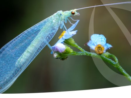 i-diethnis-enosi-paragogon-viologikis-katapolemisis-chairetizei-ti-dimosiefsi-tis-protasis-gia-to-omnibus-369765