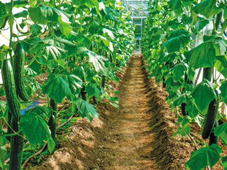 pagkosmia-agora-angourion-statherotita-stin-paragogi-metavoles-stis-ektaseis-kai-epochikes-diakymanseis-368814