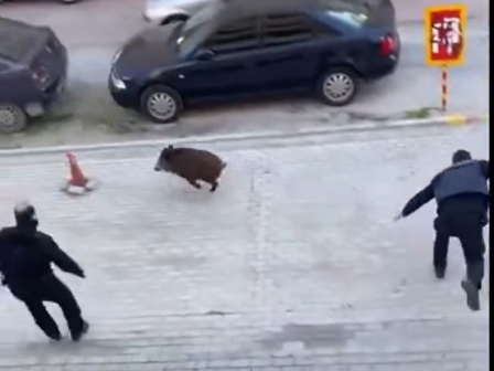 astynomikoi-kynigane-agriogourouno-se-geitonia-ston-evosmo-apisteftes-eikones-369430