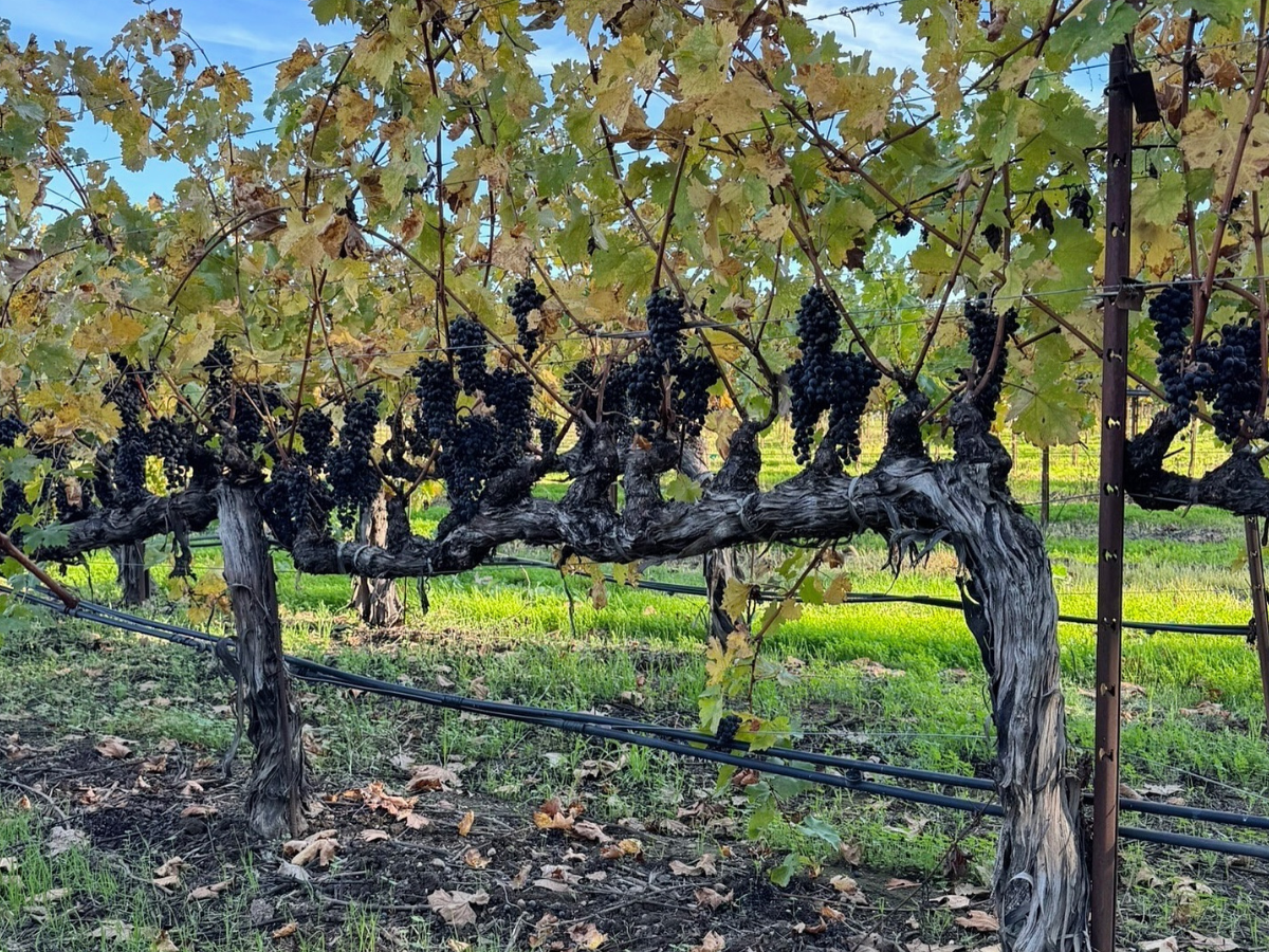 Ασυγκόμιστα σταφύλια