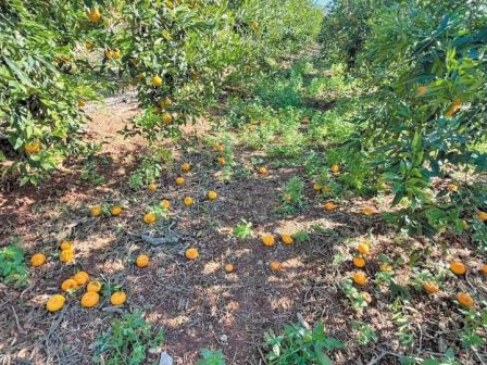 ypaithros-chora-efimerida-gia-tin-agrotiki-anaptyxi-kai-oikonomia-369873