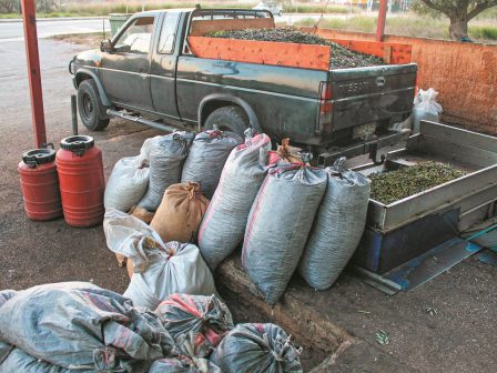 gia-tin-1i-maiou-tou-2026-metatithetai-i-efarmogi-tou-psifiakou-deltiou-apostolis-gia-ti-diakinisi-elaiokarpou-369416