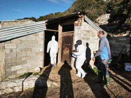 Έκτακτοι έλεγχοι ΟΠΕΚΕΠΕ – «Φύλλο και φτερό» οκτώ κτηνοτροφικές μονάδες