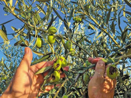 pagkosmia-agora-angourion-statherotita-stin-paragogi-metavoles-stis-ektaseis-kai-epochikes-diakymanseis-368785