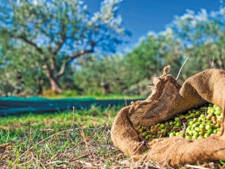 messinia-xeperasmeno-to-thesmiko-plaisio-gia-ti-dakoktonia-lene-oi-geoponoi-369917