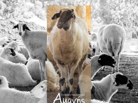 ypaithros-chora-efimerida-gia-tin-agrotiki-anaptyxi-kai-oikonomia-370025