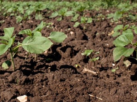 ypaithros-chora-efimerida-gia-tin-agrotiki-anaptyxi-kai-oikonomia-368577