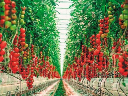 epitaktiki-anagki-i-enischysi-tis-ethnikis-stratigikis-gia-tous-zoikous-genetikous-porous-368999