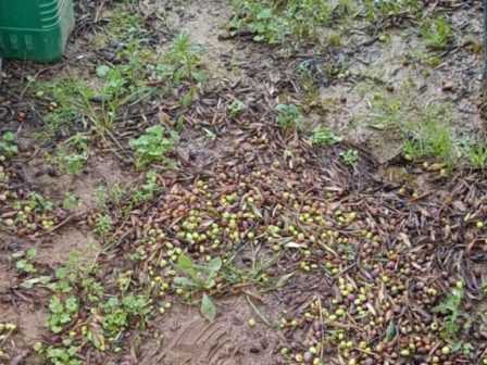 zimies-stin-elaiokalliergeia-apo-chalazoptosi-se-perioches-tis-pineias-368345