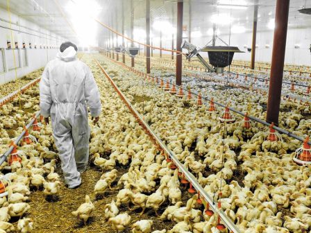 i-ptinotrofia-etoimi-na-kalypsei-ta-kena-voeiou-kai-aigoproveiou-kreatos-enopsei-eorton-369634