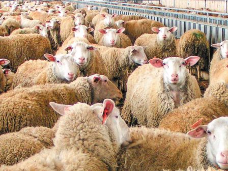 messinia-synechizontai-oi-apoleies-sto-zoiko-kefalaio-logo-katarroikou-pyretou-369498