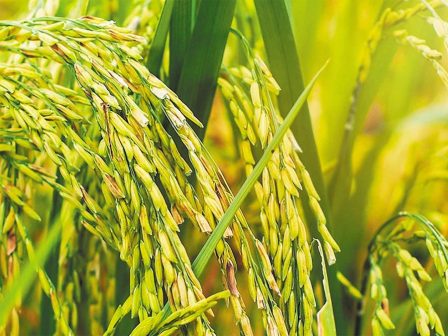 ypaithros-chora-efimerida-gia-tin-agrotiki-anaptyxi-kai-oikonomia-368873